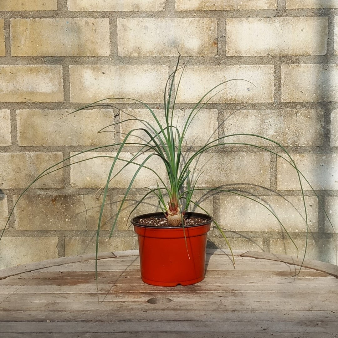 Calibanus hookeri + 3 shoots, caudex Ø 3 cm, pot Ø 15 cm (No. 2)