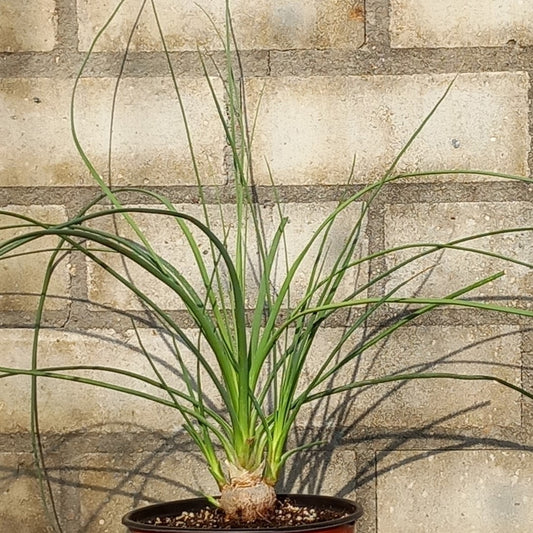 Calibanus hookeri + 3 shoots, caudex Ø 3,5 cm, pot Ø 15 cm (No. 3)