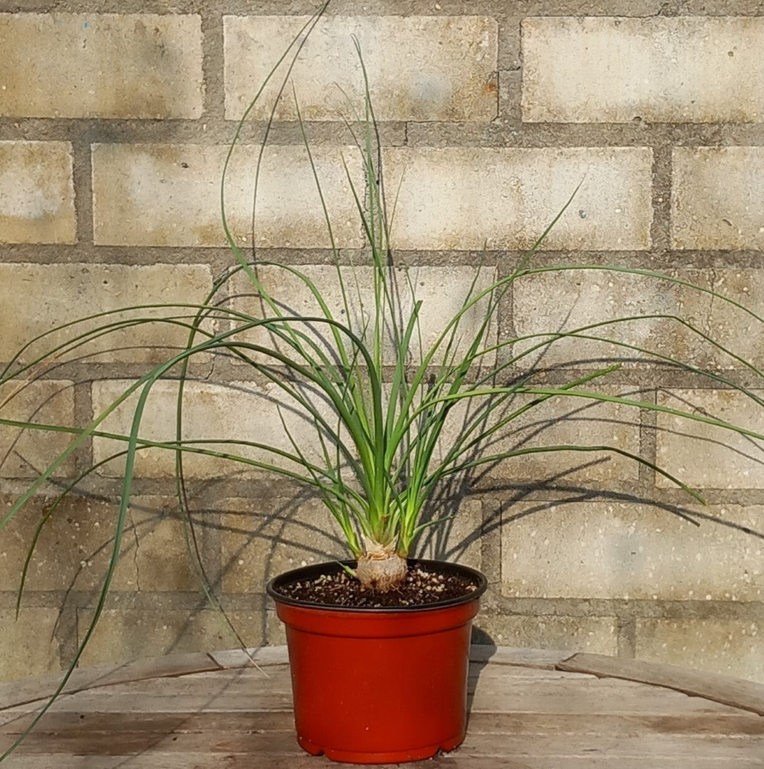Calibanus hookeri + 3 shoots, caudex Ø 3,5 cm, pot Ø 15 cm (No. 3)