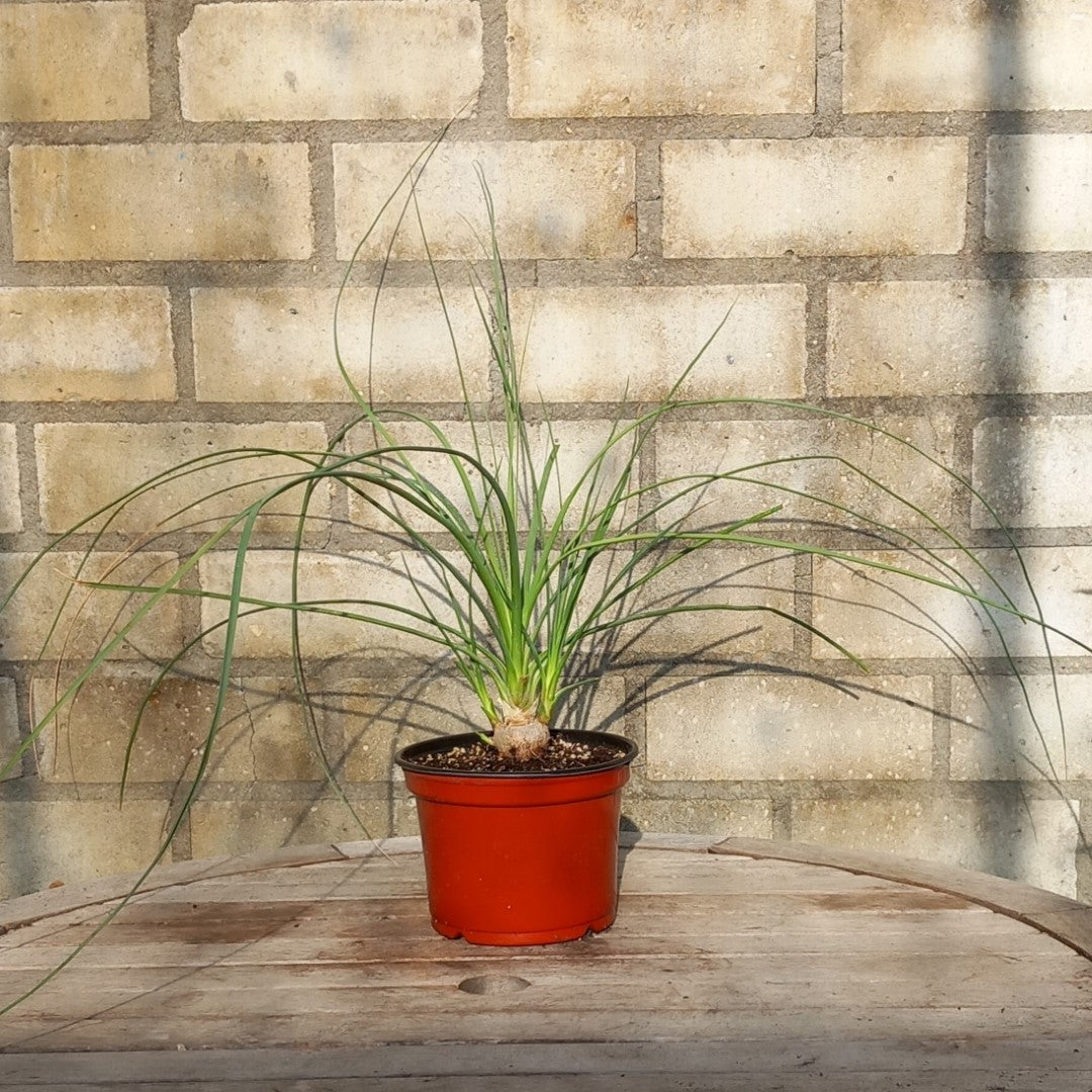 Calibanus hookeri + 3 shoots, caudex Ø 3,5 cm, pot Ø 15 cm (No. 3)