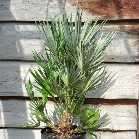 Chamaerops humilis vulcano, total 100-1