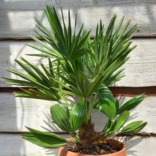 Chamaerops humilis vulcano, total 60+ cm, multi stems