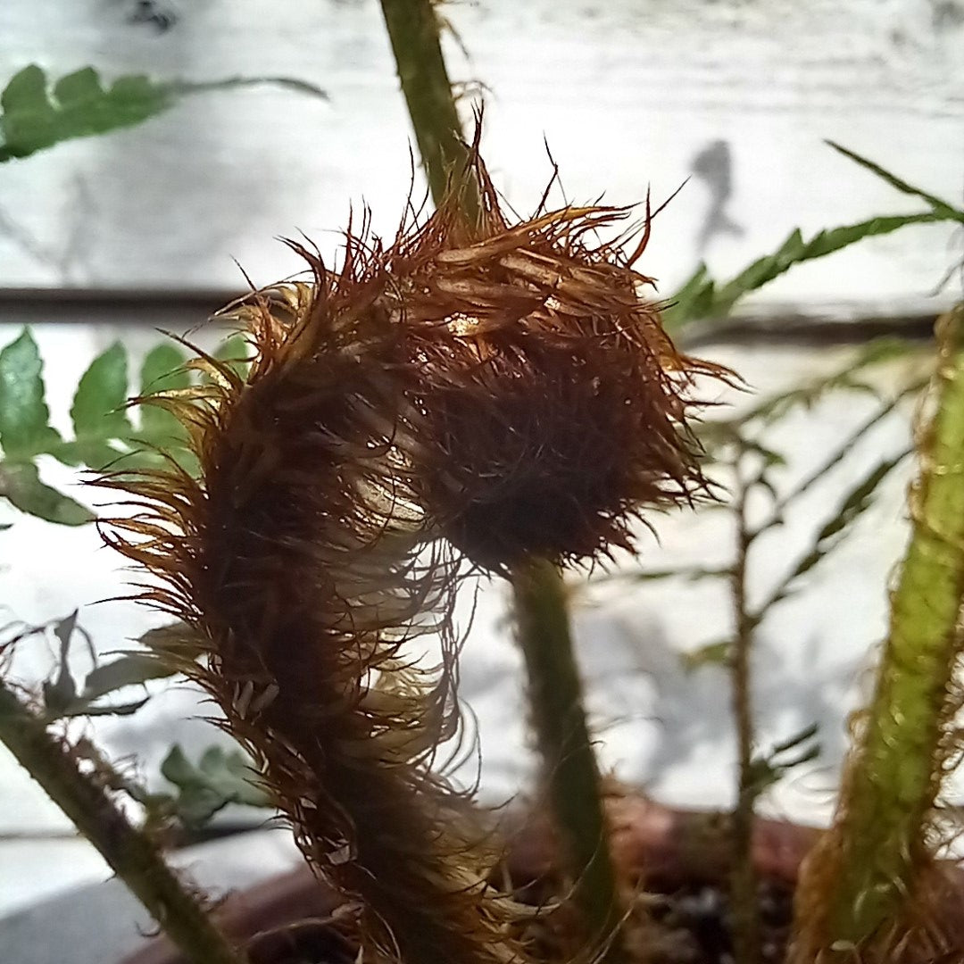 Cyathea New Caledonian, total 50+ cm, pot 16 cm