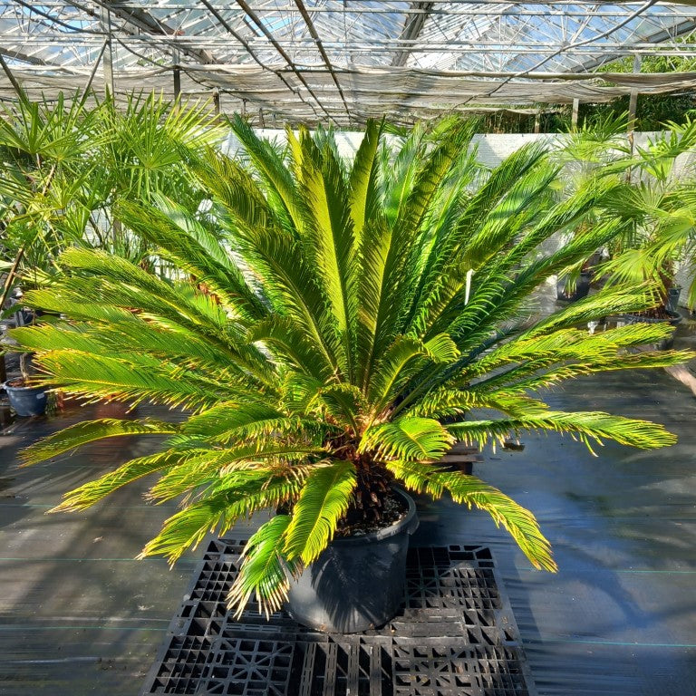 Cycas revoluta, stem/plant/total 45/125/160, pot dia. Ø 50 cm