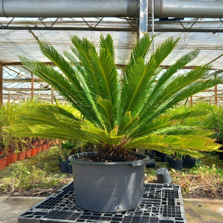 Cycas revoluta, stem/plant/total 25/100/140 cm, pot Ø 62 cm (No. 5)