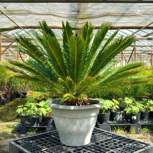 Cycas revoluta, stem/plant/total 35/90/125 cm, pot Ø 60 cm (No. 8)