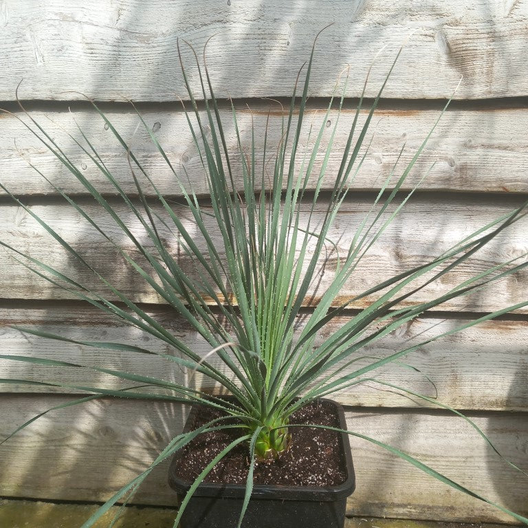 Dasylirion durangense, total 80 cm, 10 ltr. pot (No. 3)