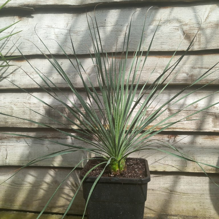 Dasylirion durangense, total 80 cm, 10 ltr. pot (No. 3)