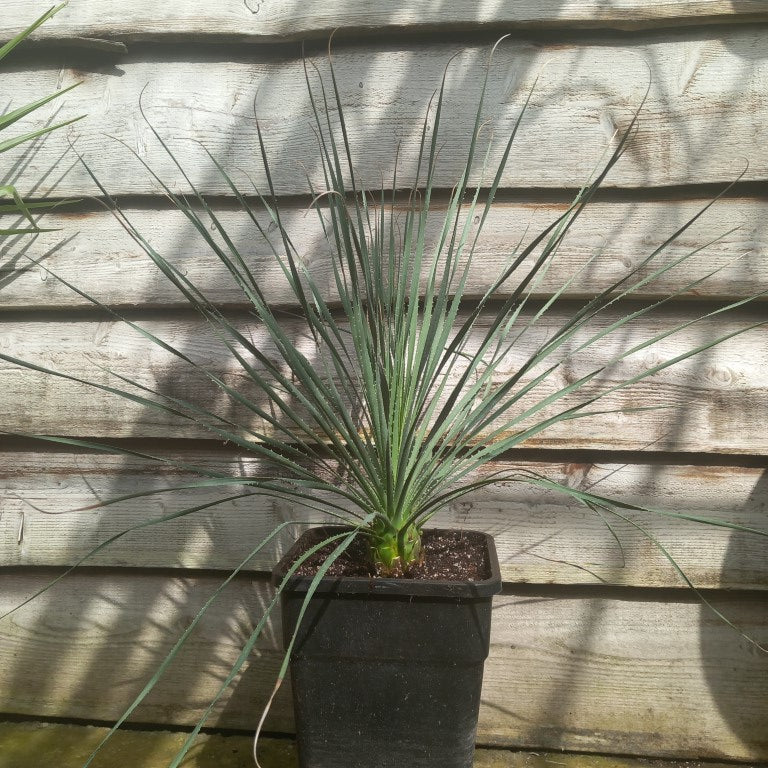 Dasylirion durangense, total 80 cm, 10 ltr. pot (No. 3)