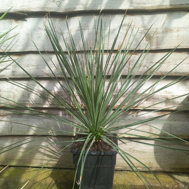 Dasylirion berlandieri , total 95 cm, 10 ltr. pot (No. 1)