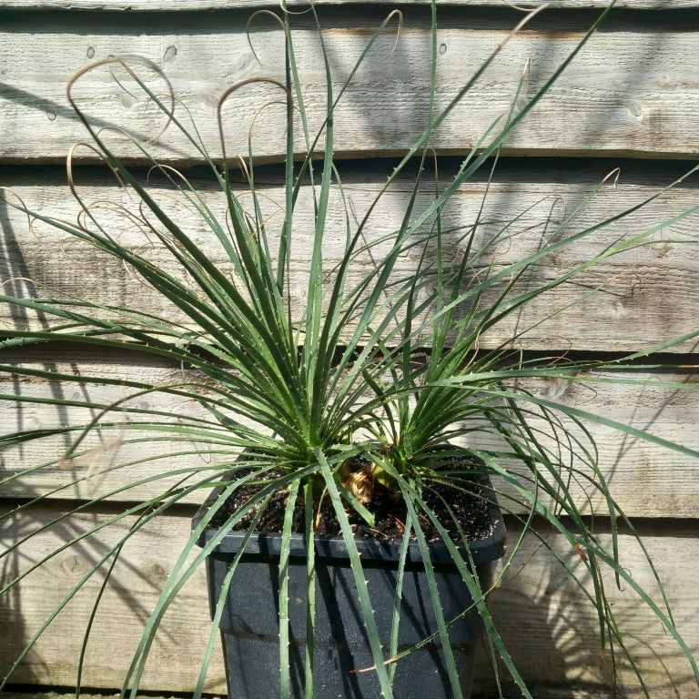 Dasylirion durangense double, total 80 cm, 10 ltr. pot