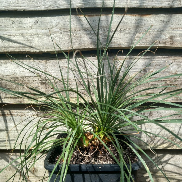 Dasylirion durangense double, total 80 cm, 10 ltr. pot