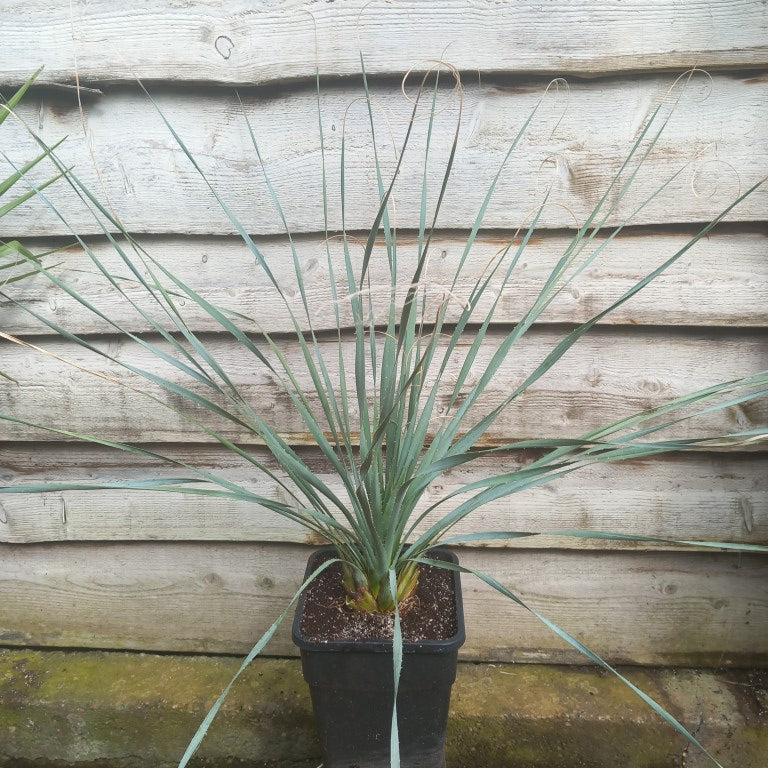 Dasylirion wheeleri, total 120 cm, 10 ltr. pot (No. 2)