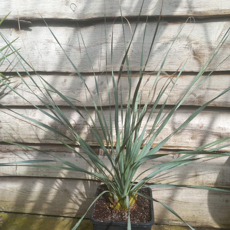 Dasylirion wheeleri, total 120 cm, 10 ltr. pot (No. 2)
