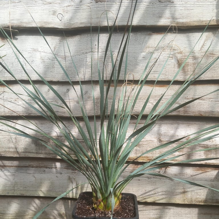 Dasylirion wheeleri, total 120 cm, 10 ltr. pot (No. 2)