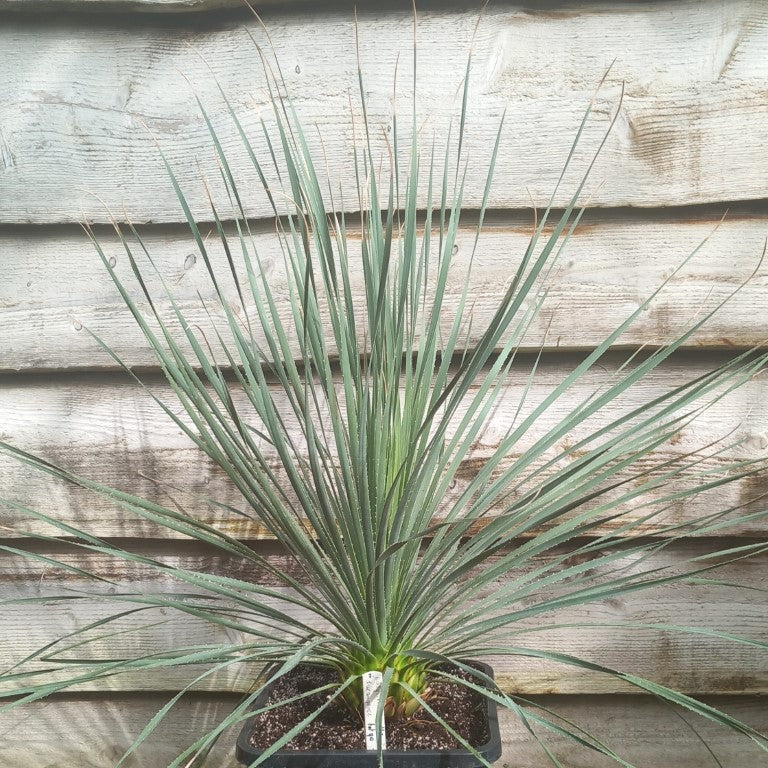 Dasylirion durangense double, total 90 cm, 10 ltr. pot (No. 2)