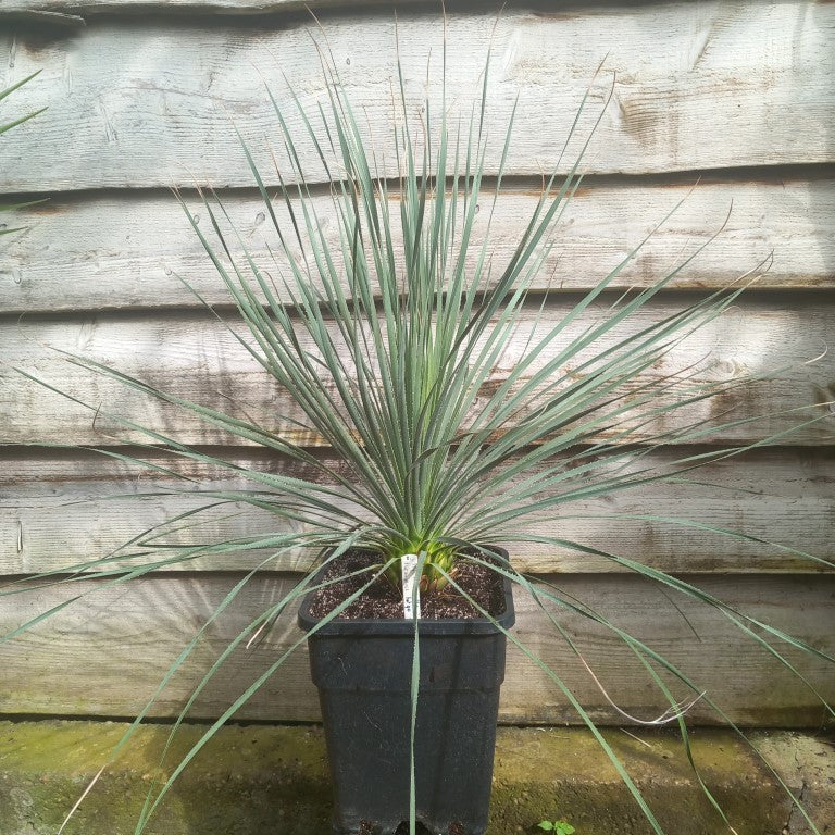 Dasylirion durangense double, total 90 cm, 10 ltr. pot (No. 2)