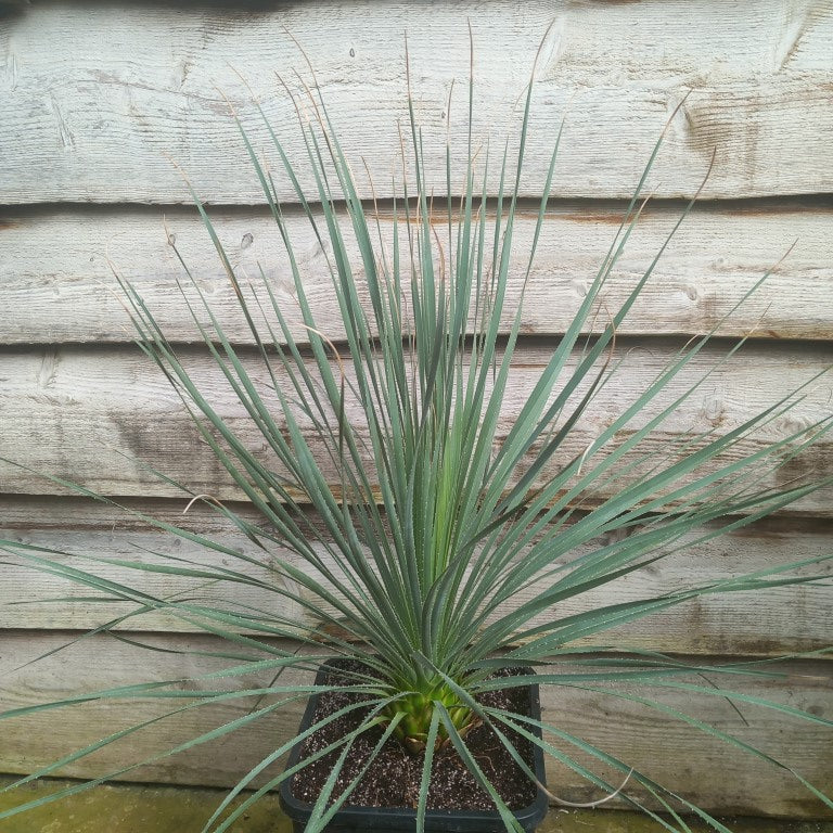 Dasylirion durangense double, total 90 cm, 10 ltr. pot (No. 2)