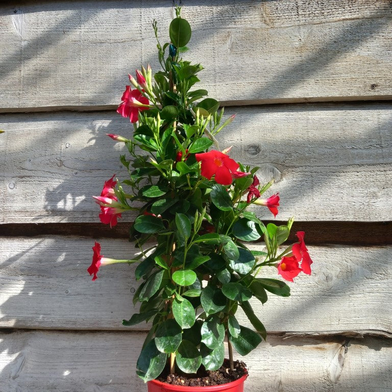 Dipladenia hybride, total 80 cm