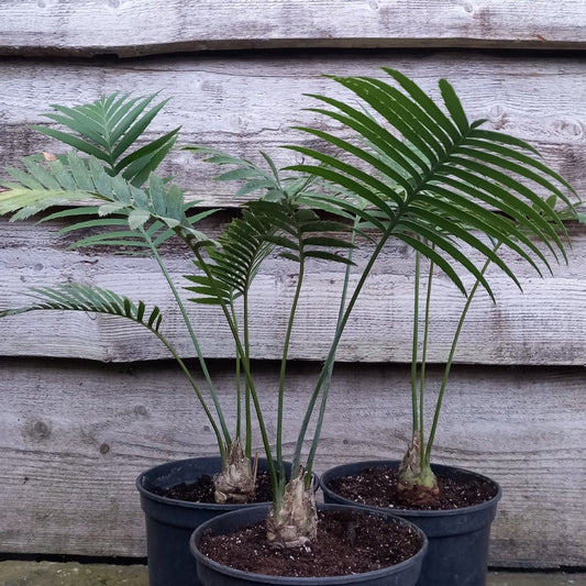 Dioon spinulosum, caudex diam. 4 cm, total 60-70 cm, 5 ltr. pot