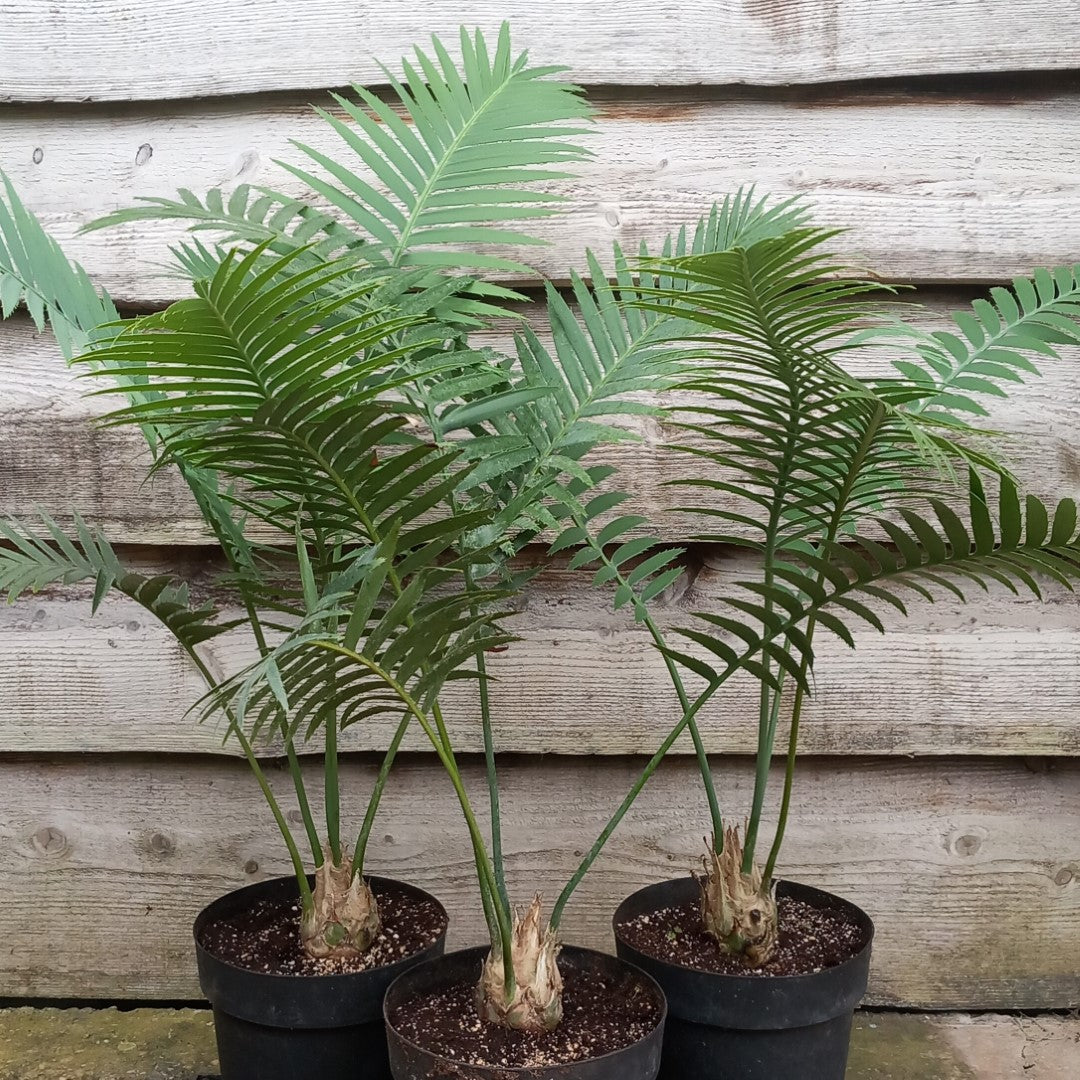Dioon spinulosum, caudex diam. 6-7 cm, total 80-100 cm, 5 ltr. pot