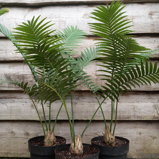 Dioon spinulosum, caudex diam. 6-7 cm, total 80-100 cm, 5 ltr. pot