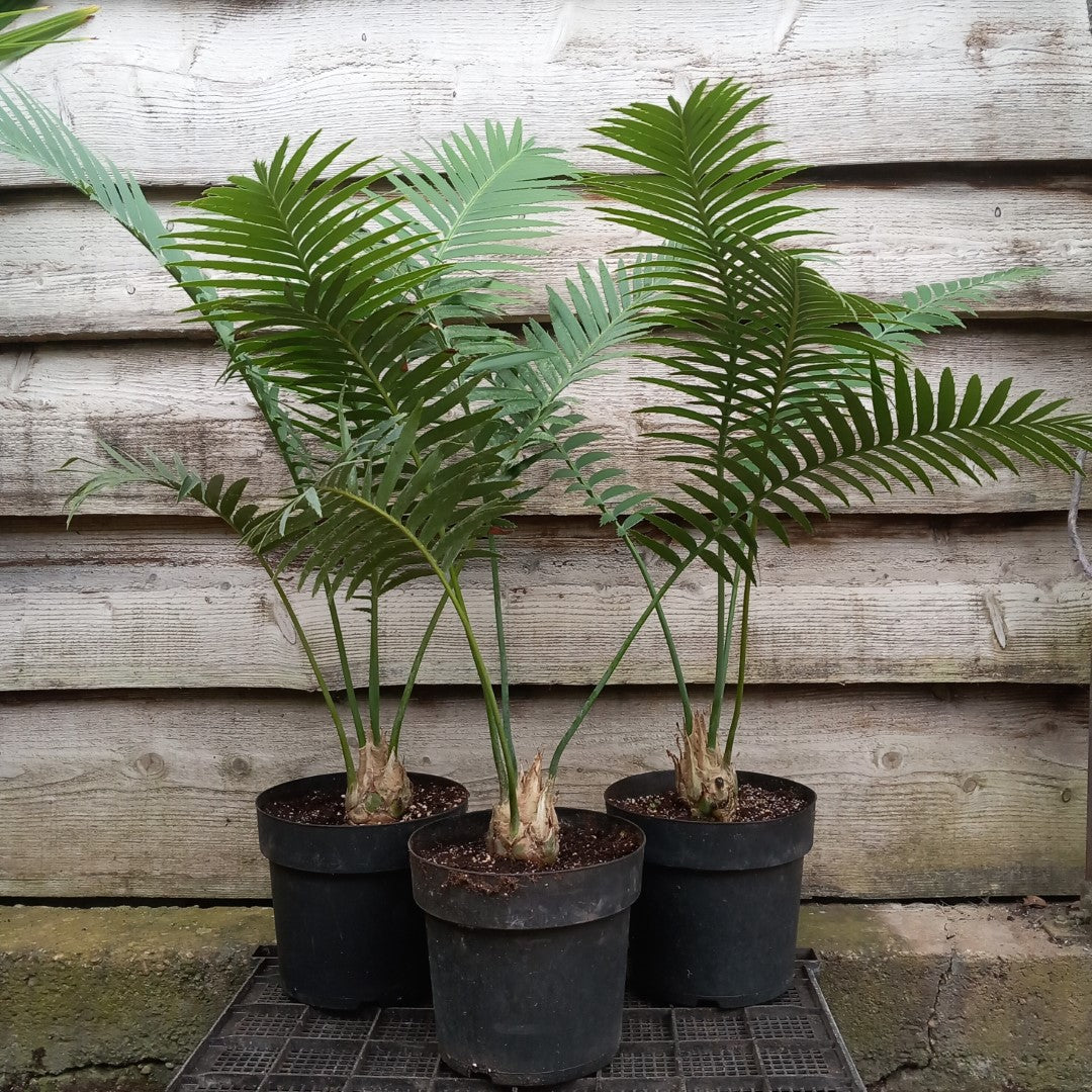 Dioon spinulosum, caudex diam. 6-7 cm, total 80-100 cm, 5 ltr. pot