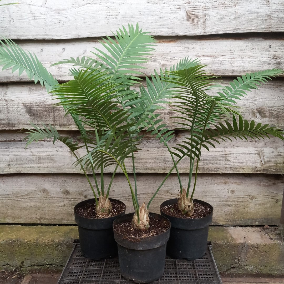 Dioon spinulosum, caudex diam. 6-7 cm, total 80-100 cm, 5 ltr. pot