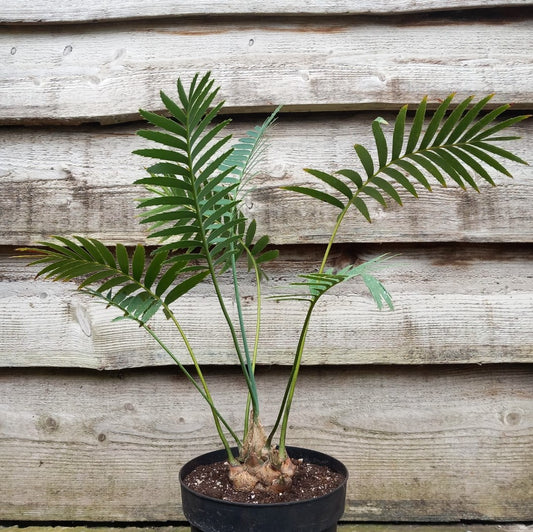 Dioon spinulosum, caudex diam. 8 cm, total 70 cm, 5 ltr. pot