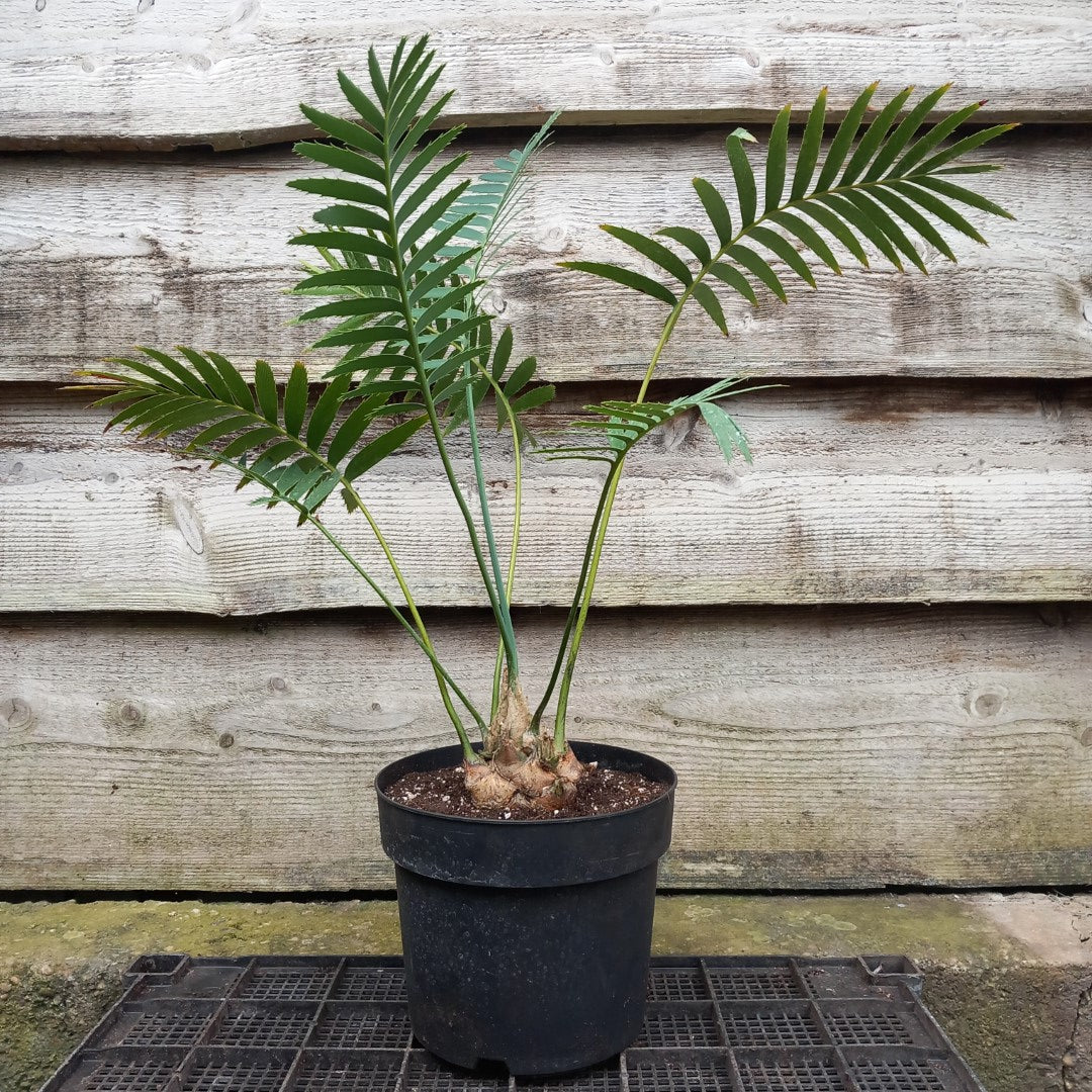 Dioon spinulosum, caudex diam. 8 cm, total 70 cm, 5 ltr. pot