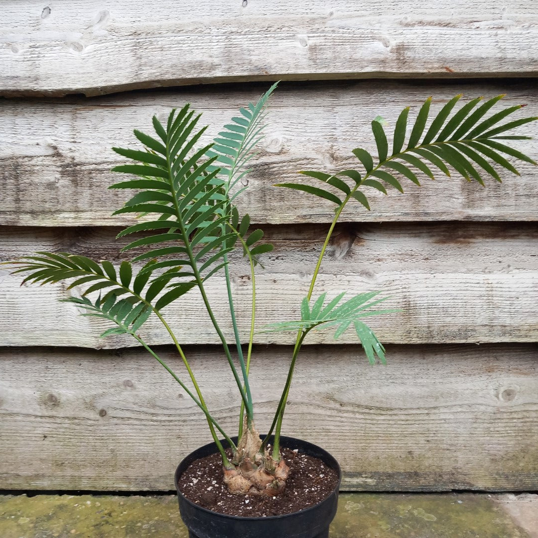 Dioon spinulosum, caudex diam. 8 cm, total 70 cm, 5 ltr. pot