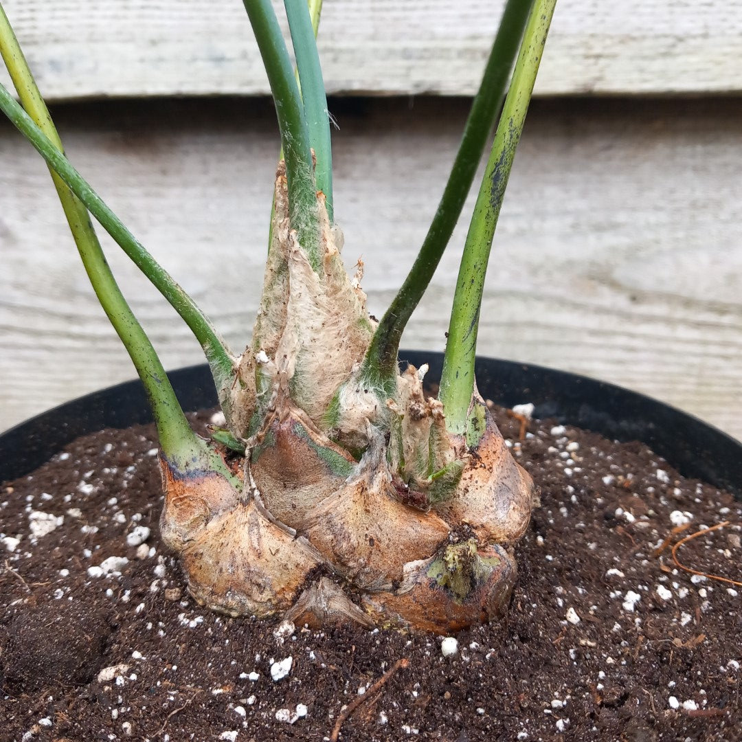 Dioon spinulosum, caudex diam. 8 cm, total 70 cm, 5 ltr. pot