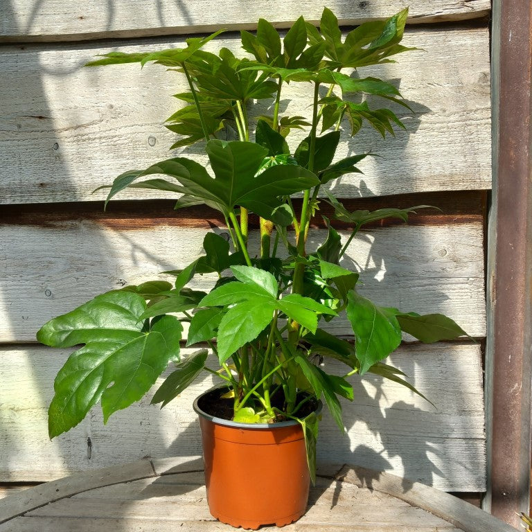 Fatsia japonica