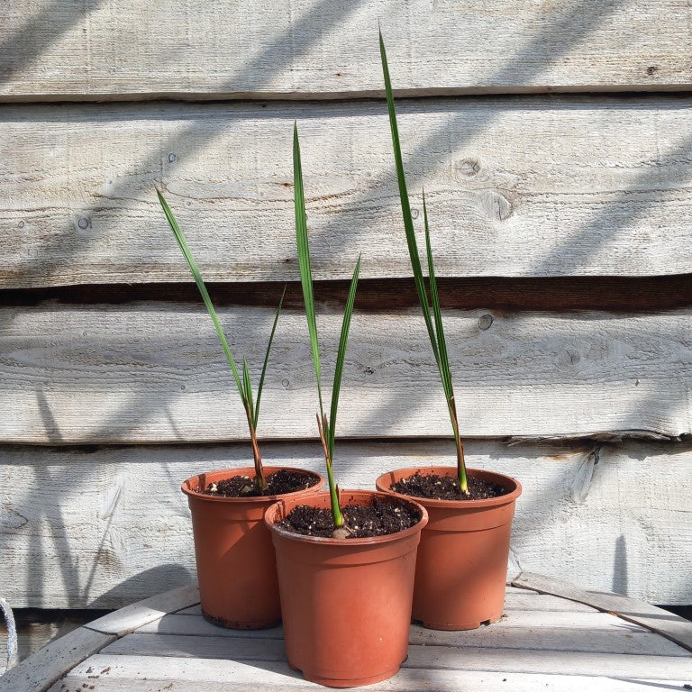 Jubaea chilensis, 2-3 leaves, 2 ltr. pot