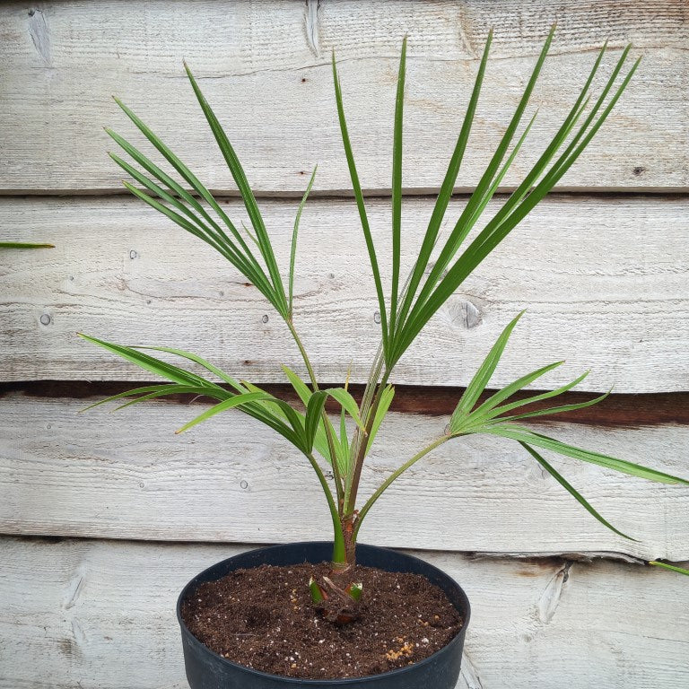 Livistona australis