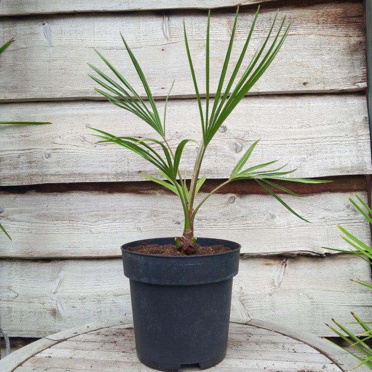 Livistona australis