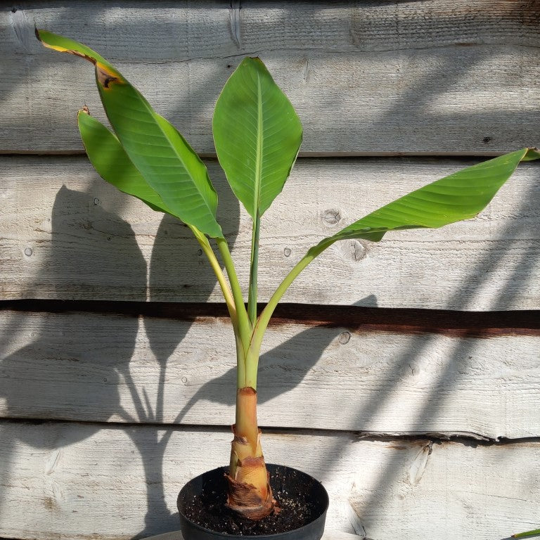 Musella lasiocarpa (Golden Lotus), total 80 cm, pot Ø 20 cm (No. 1)