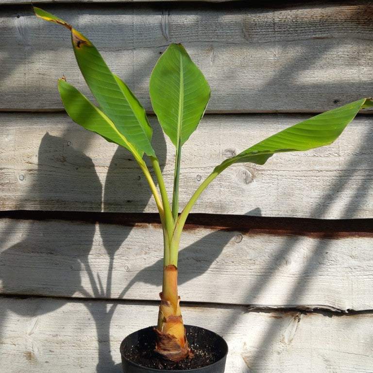 Musella lasiocarpa (Golden Lotus), total 80 cm, pot Ø 20 cm (No. 1)