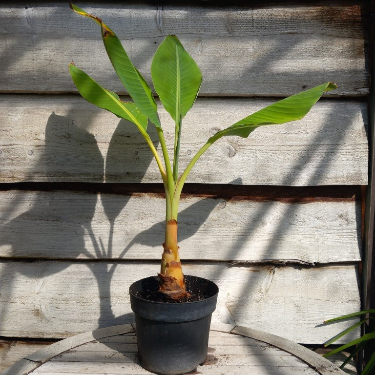 Musella lasiocarpa (Golden Lotus), total 80 cm, pot Ø 20 cm (No. 1)