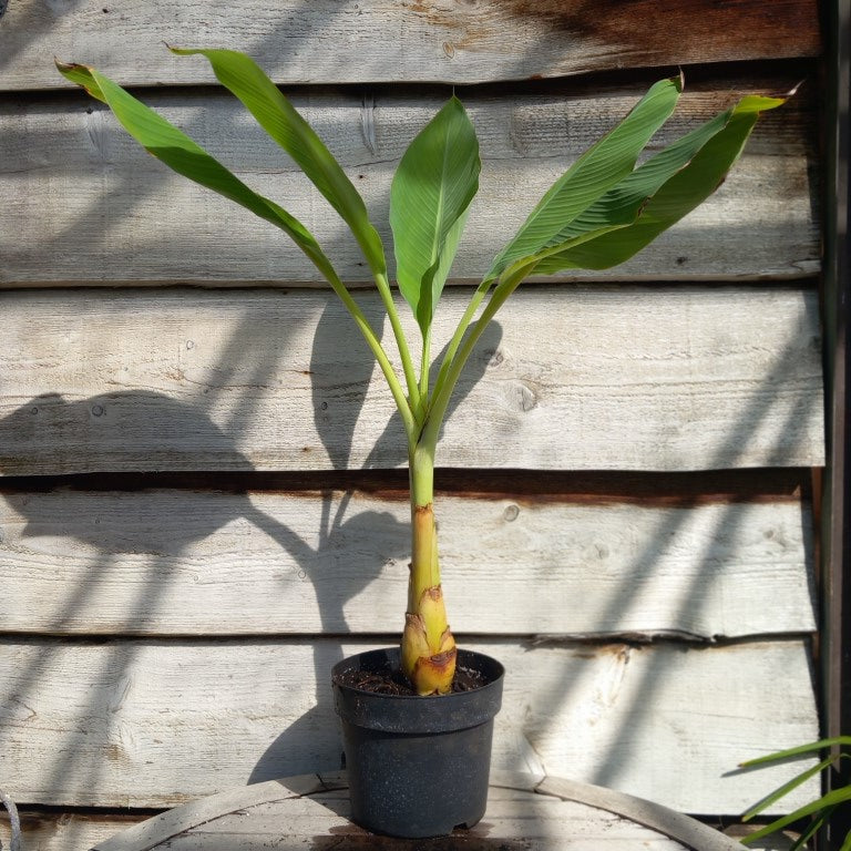 Musella lasiocarpa (Golden Lotus), total 100 cm, pot Ø 20 cm (No. 4)
