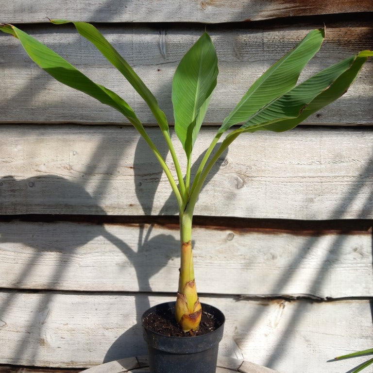 Musella lasiocarpa (Golden Lotus), total 100 cm, pot Ø 20 cm (No. 4)