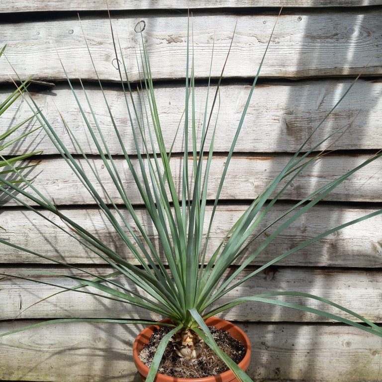Nolina nelsonii, total 115 cm, pot Ø 30 cm (No. 2)