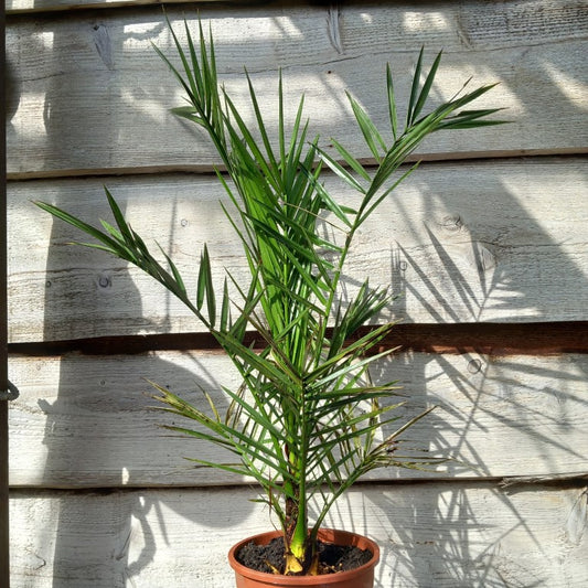 Phoenix canariensis, total 80+ cm