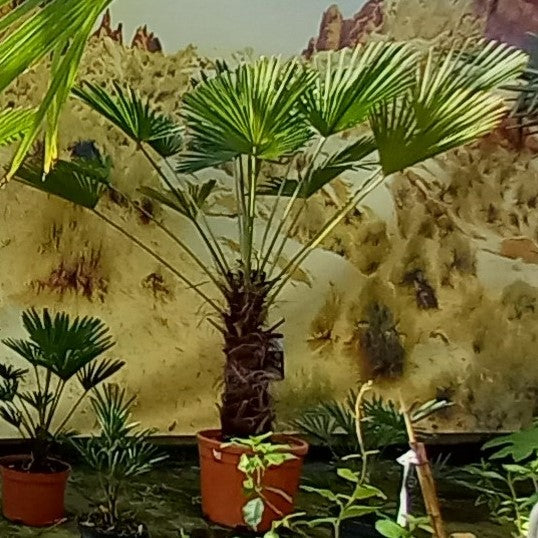 Trachycarpus wagnerianus, stem 60 cm