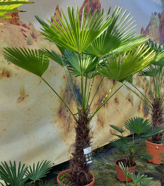 Trachycarpus wagnerianus, stem 65 cm