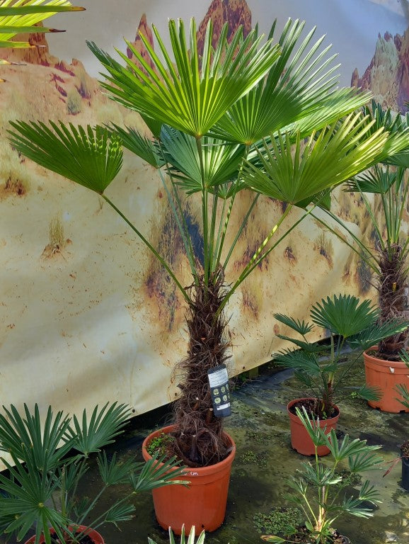 Trachycarpus wagnerianus, stem 65 cm