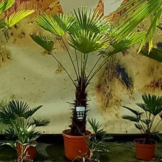 Trachycarpus wagnerianus, stem 65 cm