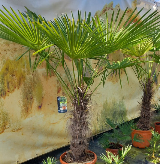 Trachycarpus wagnerianus, stem 70 cm