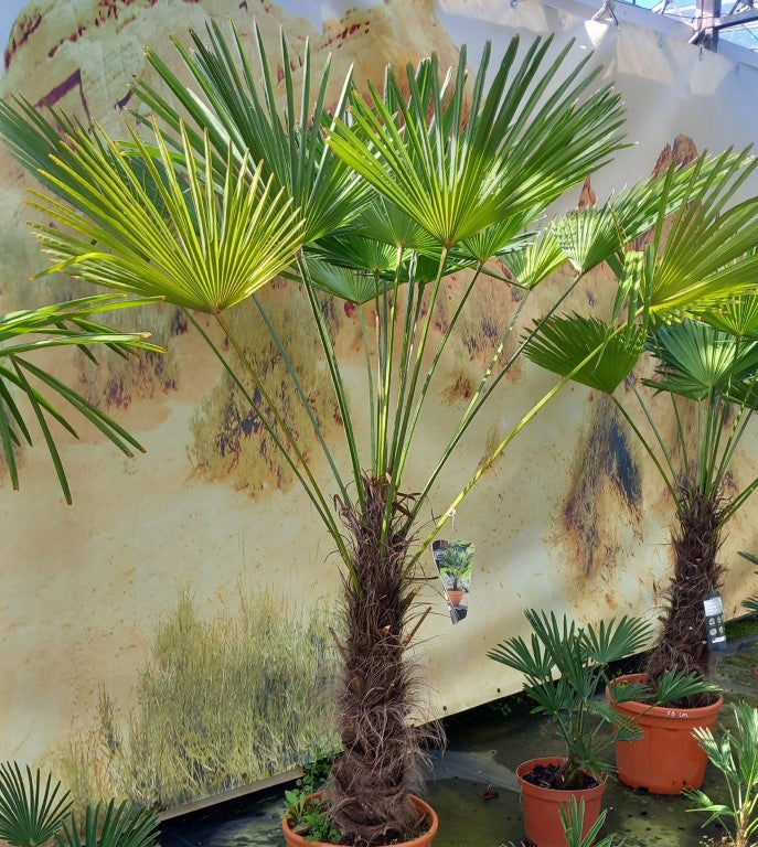 Trachycarpus wagnerianus, stem 70 cm