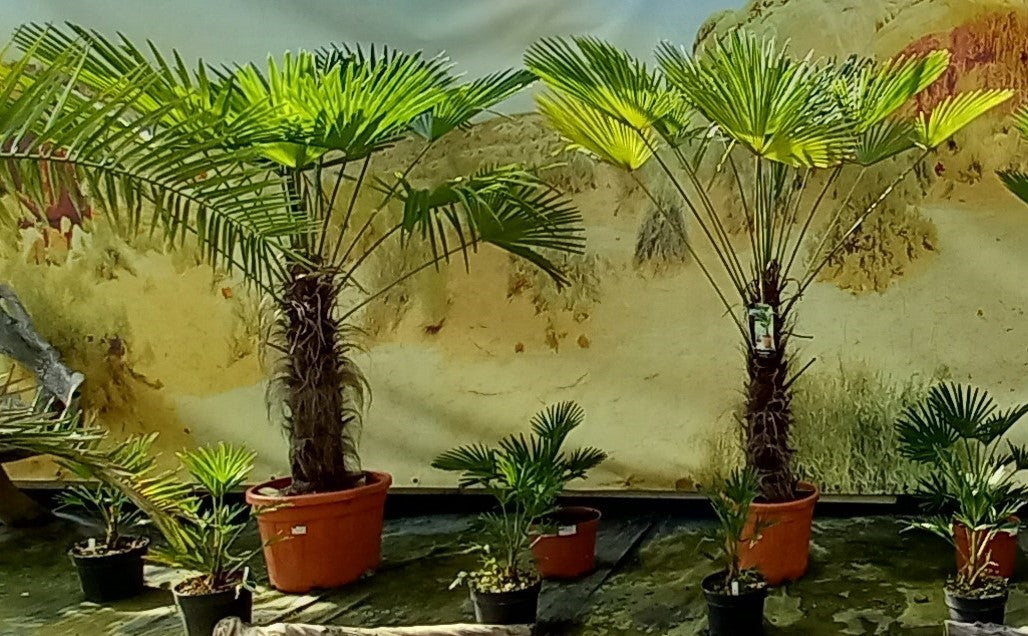 Trachycarpus wagnerianus, stem 70 cm